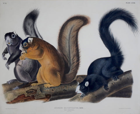 John James Audubon (1785-1851) & John Woodhouse Audubon (1812-1862), Fox Squirrel Pl. LXVIII