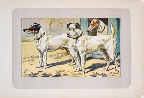 P. Mahler & J.B. Samat, Fox Terrier