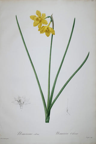 Pierre Joseph Redouté (1759-1840), Fragrant Daffodil, Plate 157