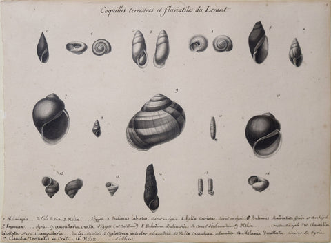 Christophe Paulin de la Poix de Freminville (1747-1848), Coquilles Terresties et Flaviatiles...