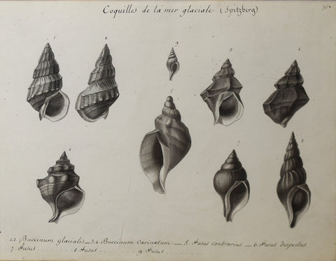 Christophe Paulin de la Poix de Fremenville (1747-1848), Coquilles de la mer Glaciales...