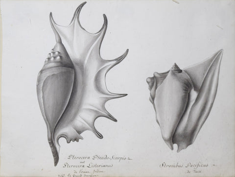Christophe Paulin de la Poix de Fremenville (1747-1848), Pterocera Pseudo-Scorpio & Strombus Pacificus