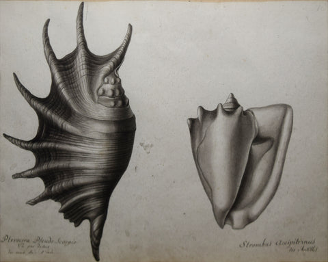 Christophe Paulin de la Poix de Fremenville (1747-1848), Pterocera Pseudo-Scorpio & Strobus Acciptrinus...