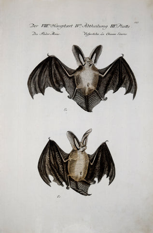 Johann Leonhard Frisch (1666-1743), T 103 (Bat)