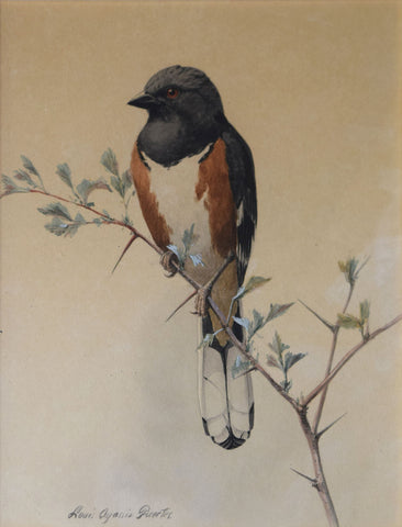 Louis Agassiz Fuertes (1874 - 1927), Roufus-Sided Towhee