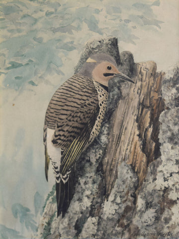 Louis Agassiz Fuertes (1874-1927), Yellow-Shafted Flicker