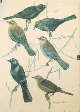 Louis Agassiz Fuertes (1874 - 1927), Rusty Blackbird, Brewer’s Blackbird