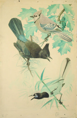 Louis Agassiz Fuertes (1874 - 1927), Blue Jay, Stellar's Jay, Green Jay