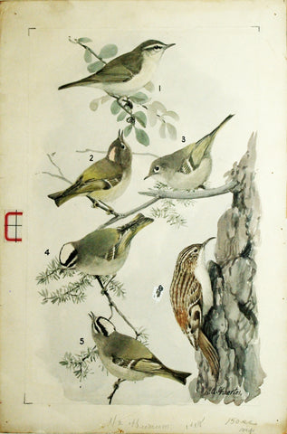 Louis Agassiz Fuertes (1874 - 1927), Willow (or Kennicott's) Warbler, Ruby-Crowned Kinglet, Golden-Crowned Kinglet, Brown Creeper