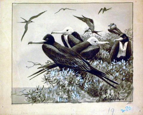 Louis Agassiz Fuertes (1874 - 1927), Man-o-War Bird