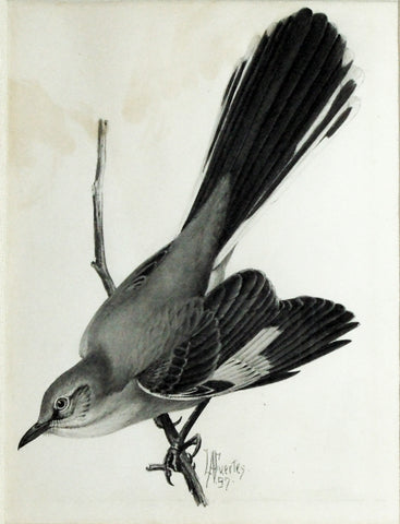Louis Agassiz Fuertes (1874-1927), Northern Mocking bird