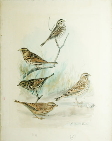 Louis Agassiz Fuertes (1874 - 1927), Savannah Sparrow, Balding's Sparrow, Large-Billed Sparrow, Ipswich Sparrow