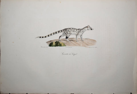 Frederic Cuvier (1769-1832) & Geoffroy Saint-Hilaire (1772-1844), Genette du Senegal - Common Genet