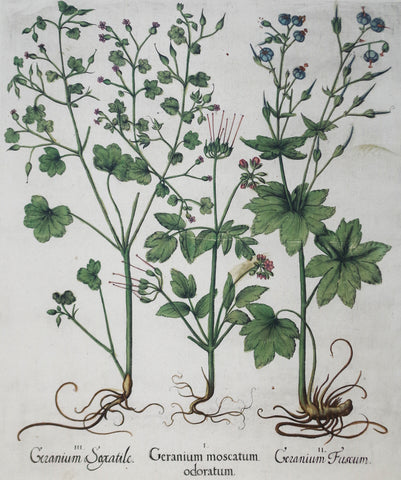 Basilius Besler (1561-1629), Geranium moscatum odoratum
