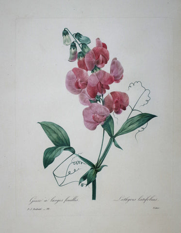 ﻿Pierre Joseph Redoute (1759-1840), Gesse a larges feuilles