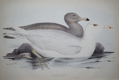 John Gould (1804-1881), Glaucous Gull