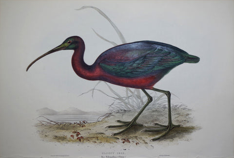 John Gould (1804-1881), Glossy Ibis