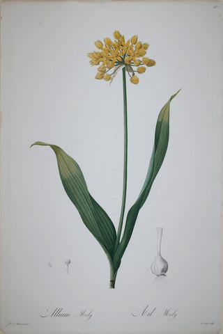 Pierre Joseph Redouté (1759-1840), Golden Leek, Plate 97