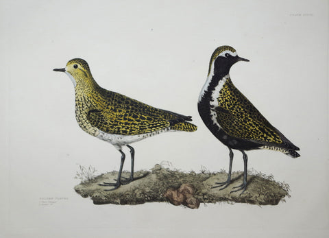 Prideaux John Selby (1788-1867), Golden Plover Winter & Summer Plt XXXVII