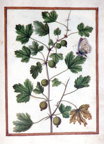 Jacques le Moyne de Morgues (French, ca. 1533-1588), Gooseberry and butterfly
