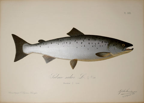 Gösta Sundman (Finnish, 1854-1914), Atlantic Salmon