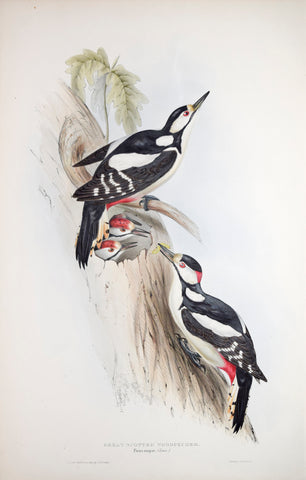 John Gould (1804-1881), Great Spotted Woodpecker
