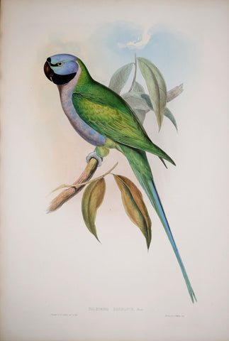 John Gould (1804-1881), Palaeornis Derbianus, Pl. 393