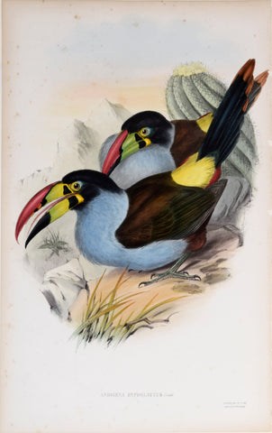 John Gould (1804-1881), Andigena Hypoglaucus