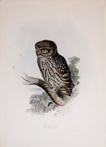 John Gould (1804-1881), Little Owl