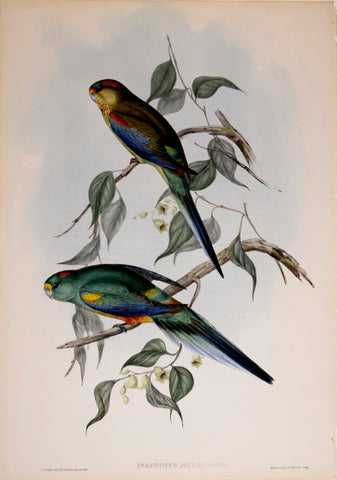 John Gould (1804-1881), Psephotus Multicolor