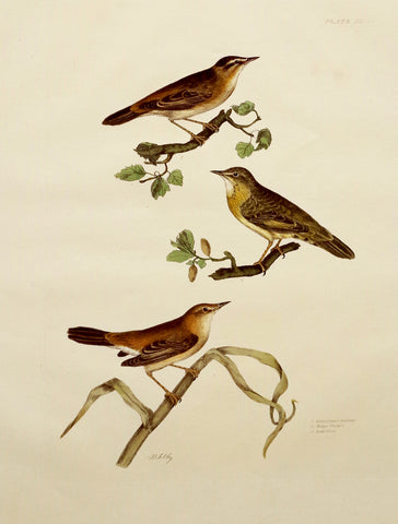 Prideaux John Selby (1788-1867), Grasshopper & Hedge Warbler, Reed Wren Plt XLV