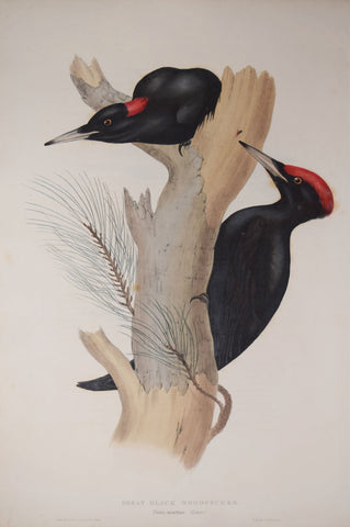 John Gould (1804-1881), Great Black Woodpecker