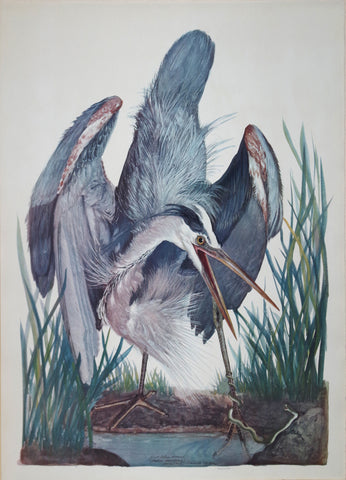 Carroll Sargent Tyson (1877-1956), Great Blue Heron