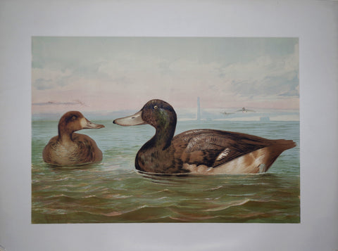 Alexander Pope, Jr. (1849-1924), Greater Scaup Duck