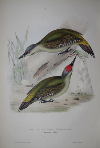 John Gould (1804-1881), Grey Headed Green Woodpecker