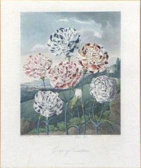 Robert John Thornton (1768-1837), Group of Carnations
