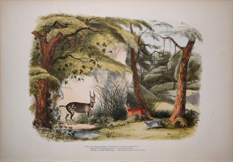 Captain W. Cornwallis Harris (1807-1848), Plate XXVI The Bushbuck, The Grysbok, The Cerulean Antelope