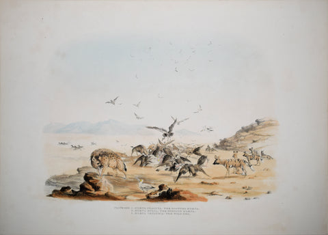 Captain W. Cornwallis Harris (1807-1848), Plate XXX The Spotted Hyaena, The Fuscous Hyaena, The Wild Dog
