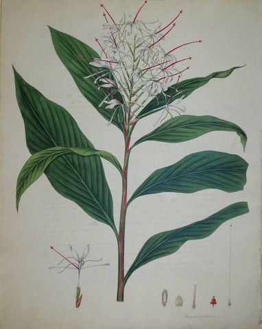 William Roscoe (1753-1831), Hedychium villosum
