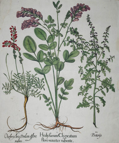 Basilius Besler (1561-1629), Hedyfarum clypeatum flore suauiter rubente