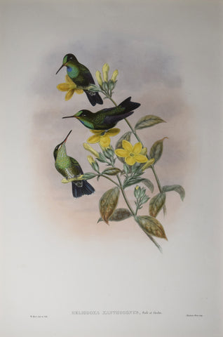 John Gould (1804-1881), Heliodoxa Xanthogonys