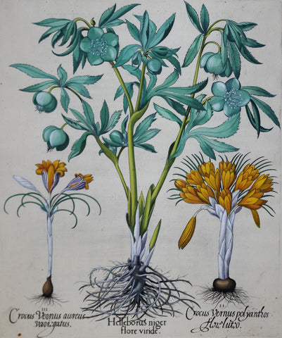 Basilius Besler (1561-1629), Hellborus Niger flore vinde