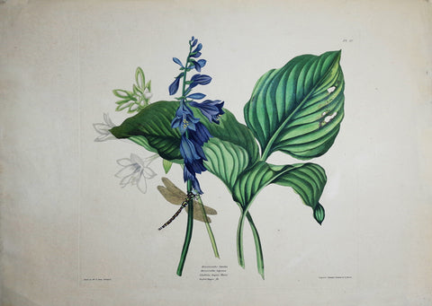 Priscilla Susan Bury (1799-1872), Hemerocallis Carulea 50
