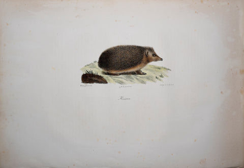 Frederic Cuvier (1769-1832) & Geoffroy Saint-Hilaire (1772-1844), Herisson - European Hedgehog