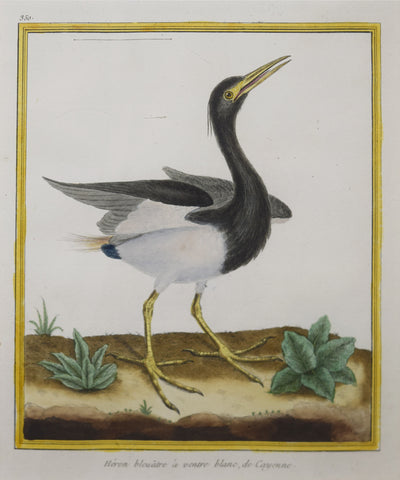Francois Nicolas Martinet ( b. 1731), Heron bleuatre a ventre blanc de Cayenne Pl 350