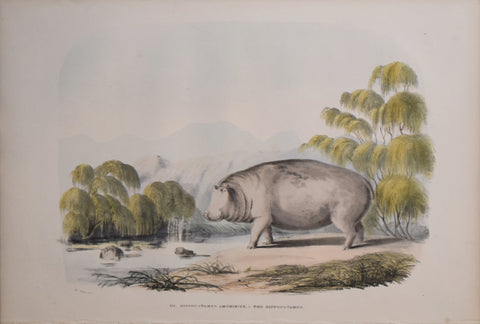 Captain W. Cornwallis Harris (1807-1848), Plate XII The Hippopotamus