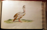 Pieter Holsteyn The Younger (Dutch, 1614-1687), Aves aquatiles advivum eleganter depictae a Petro Holsteyn - Aves ad vivum depictae a Petro Holsteyn celeberrimo pictore.