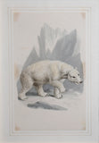 Samuel Howitt (British, 1765-1822)  Polar Bear