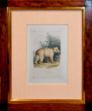 Samuel Howitt (British, 1765-1822)  Yellow bear