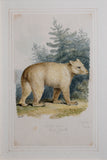 Samuel Howitt (British, 1765-1822)  Yellow bear
